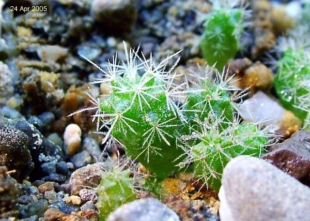 Mammillaria _crinita _ssp.wildii_ 09